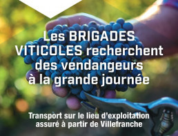 Vendanges 2022