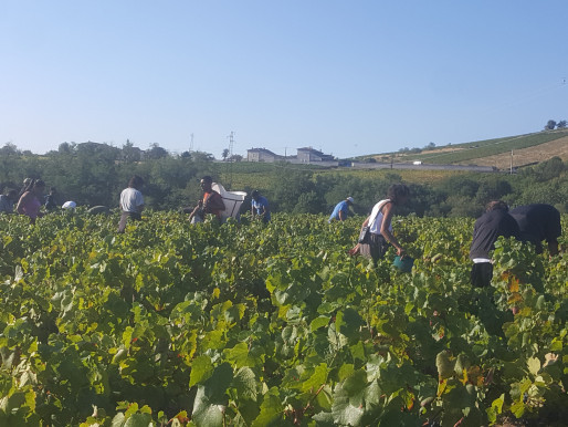 Campagne vendange