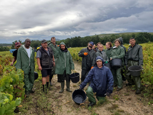 Vendanges :