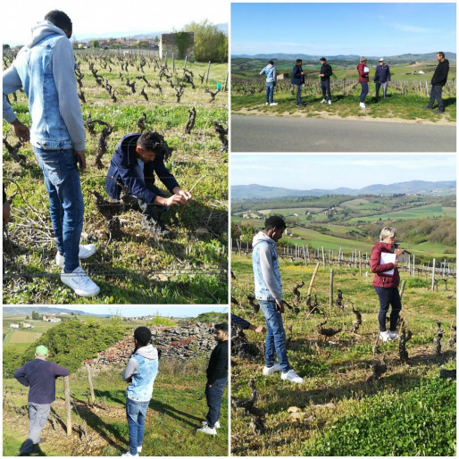 Formation des ouvriers viticoles, suite :
