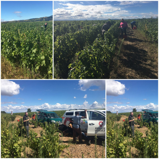 Samedi 20 août, départ des vendanges 2022 :
