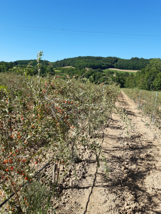 Baies de Goji en Beaujolais